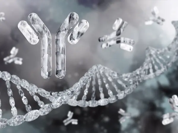 Conjugated antibodies
