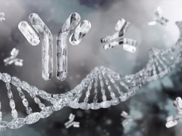 Conjugated antibodies